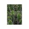 Tablou MOMA FRAME 1379 Verde