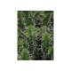Tablou MOMA FRAME 1379 Verde