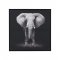 Fotografie Înrămată Elefant Negru - Alb