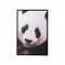 Fotografie Înrămată Panda Negru - Alb