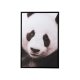 Fotografie Înrămată Panda Negru - Alb
