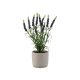 Plantă Artificială Lavandă Violet Închis