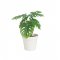 Plantă Artificială Philo Verde - Alb M