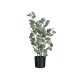 Plantă Artificială  Eucalipt Verde - Negru L
