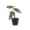Plantă Artificială Philo Verde S