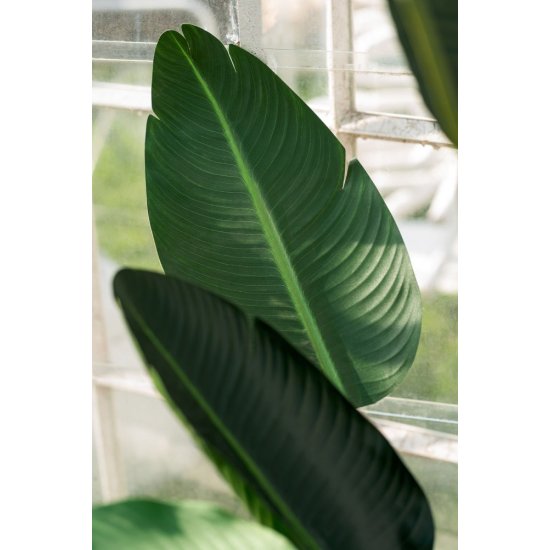 Plantă Artificială Pasărea Paradisului - Sterlitzia Verde S