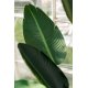 Plantă Artificială Pasărea Paradisului - Sterlitzia Verde S
