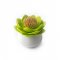 Suport Scobitori LOTUS Alb - Verde